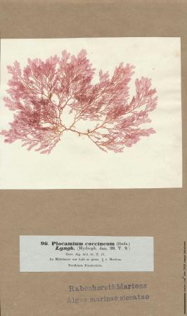 Plocamium cartilagineum 94.jpg